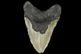 Huge, Fossil Megalodon Tooth - North Carolina #124950-4
